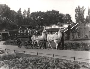 La balade en lama - autrefois une attraction au zoo de Londres, septembre 1923